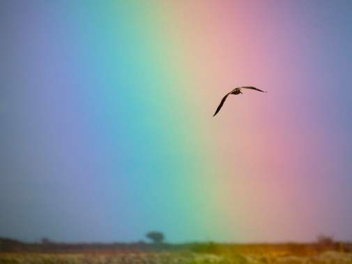 F6024   Nicolai Godvin   Rainbow